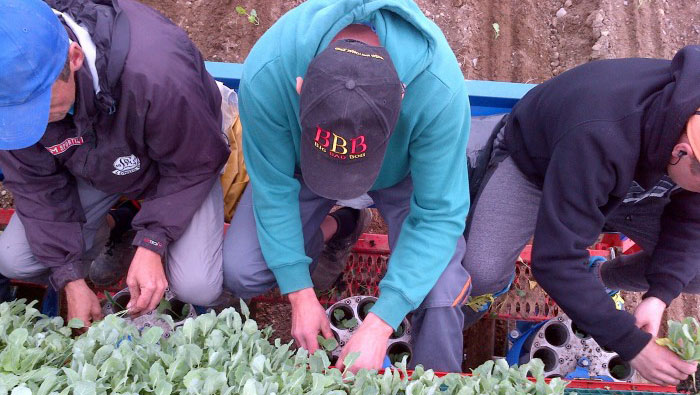 Ferrari plantmachines - M. Hulzebos Agri Evolution b.v.